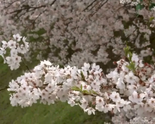 满枝樱花随风摆