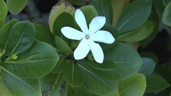 怀特岛热带花卉股票视频 怀特岛热带花卉股票视频