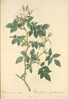 手绘复古艺术名画