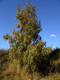 蓝天下的树木风景 蓝天下的树木风景