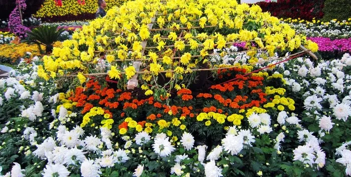 菊花展览图片