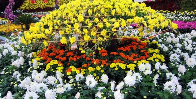 菊花展览图片 菊花展览图片