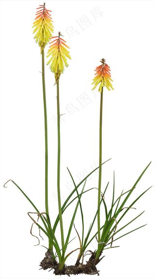 高清免抠植物火把莲