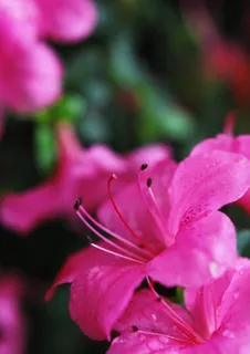 杜鹃花图片 杜鹃花图片