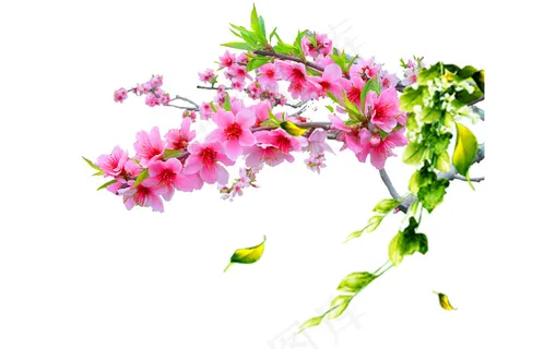 新春素材 新春素材