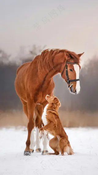 雪地上的马和狗高清摄影图片