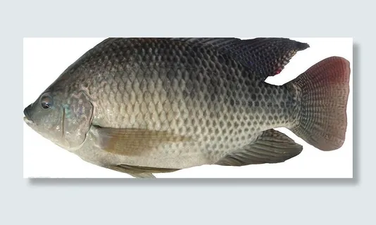 罗非鱼图片