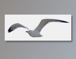 动物免抠png图片ps素材飞鸟