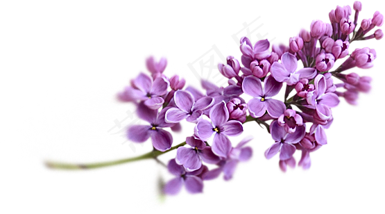 淘宝薰衣草精油皂详情页描述元素