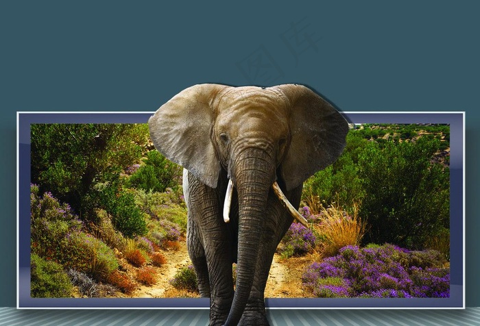 走出画框的大象图片