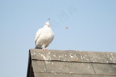 鸽子图片