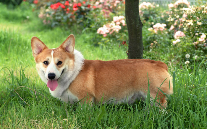 高清电脑桌面背景壁纸