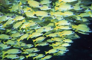 争奇斗艳的鱼群图片