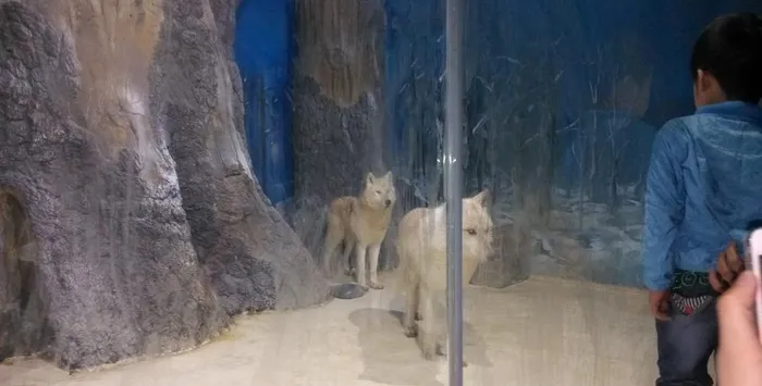 雪狼图片