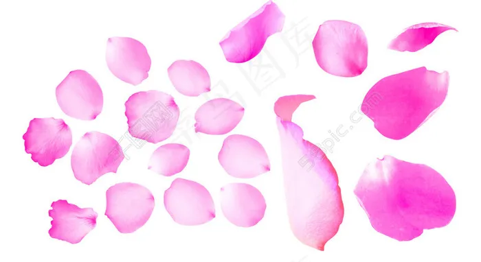 玫瑰花瓣psd模版下载