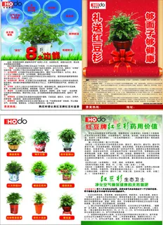 红豆杉宣传单