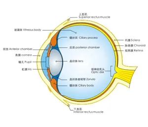 眼图表矢量素材