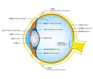 眼图表矢量素材