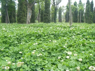 野外四叶草图片