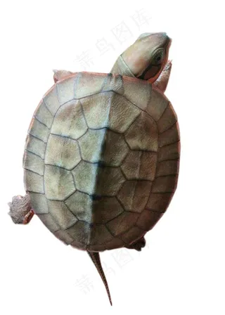 金钱龟免抠素材PSD分层