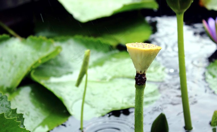 雨中盛夏