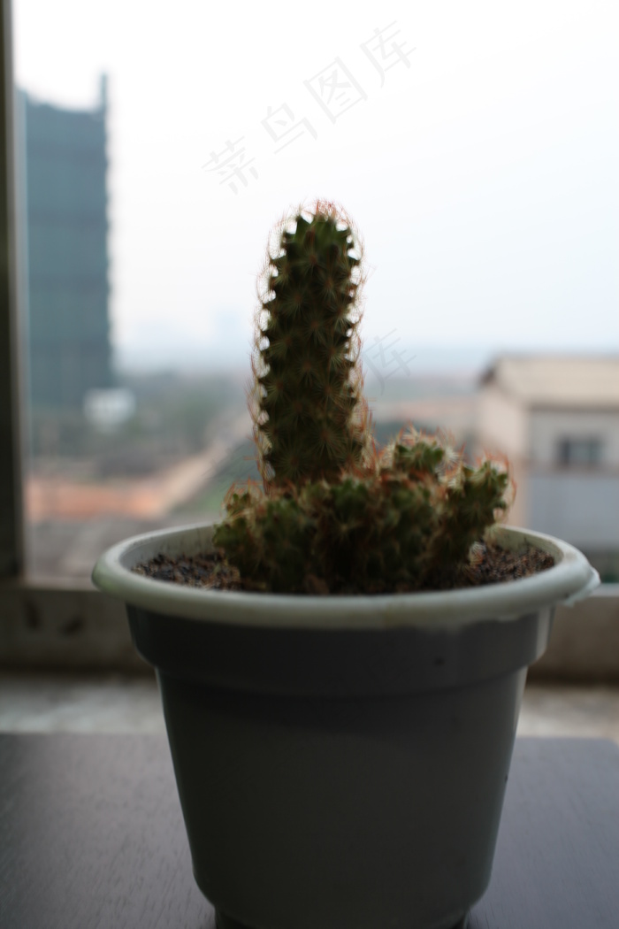 个性仙人掌图片