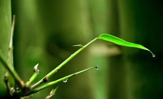 竹叶图片 竹叶图片