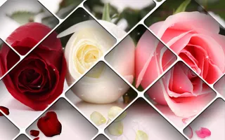 现代高雅高贵3D玫瑰花朵花束花瓣背...