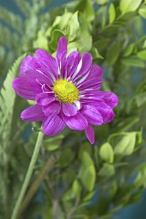 紫色的花的植物