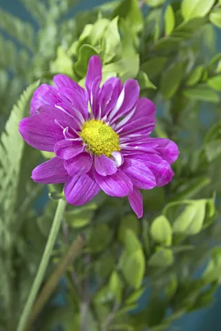 紫色的花的植物