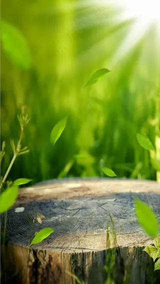 绿色清新木桩产品海报H5背景