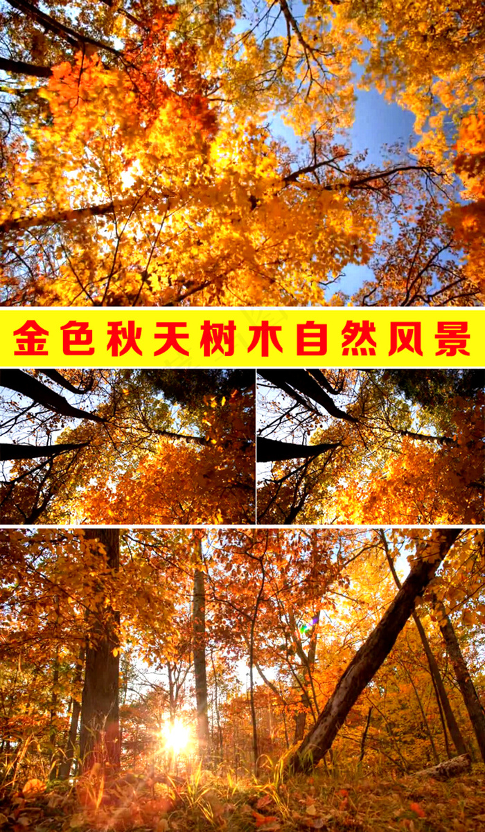 高清秋天树林夜空视频素材