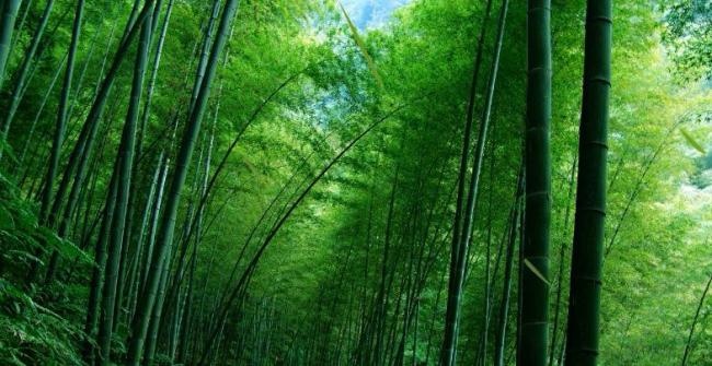 风雨竹林