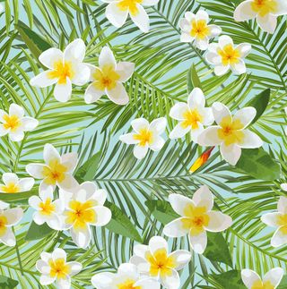 白色鸡蛋花背景