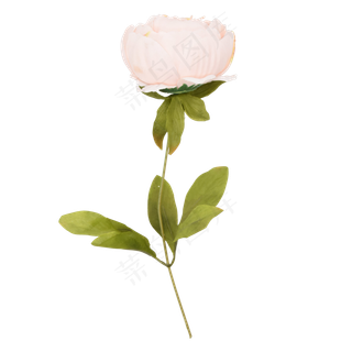 淡粉色牡丹花淡粉色牡丹花