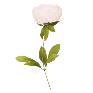 淡粉色牡丹花淡粉色牡丹花