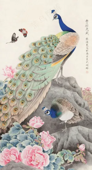 孔雀图片