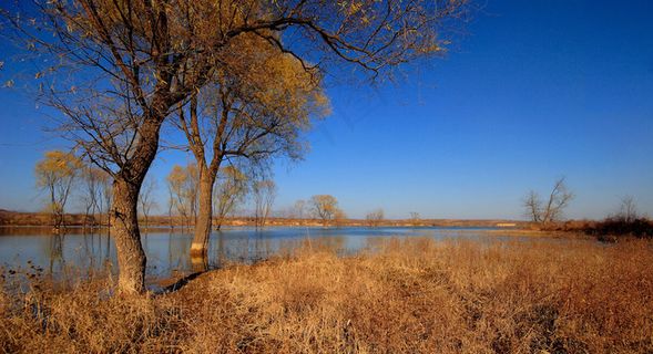 金色树 池塘 秋色 风景图片