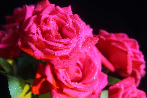 粉色玫瑰花静物设计素材 粉色玫瑰花静物设计素材