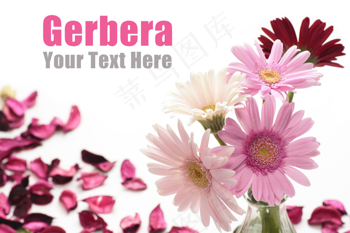 菊花与花瓣图片