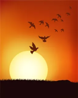 夕阳下的矢量的鸟