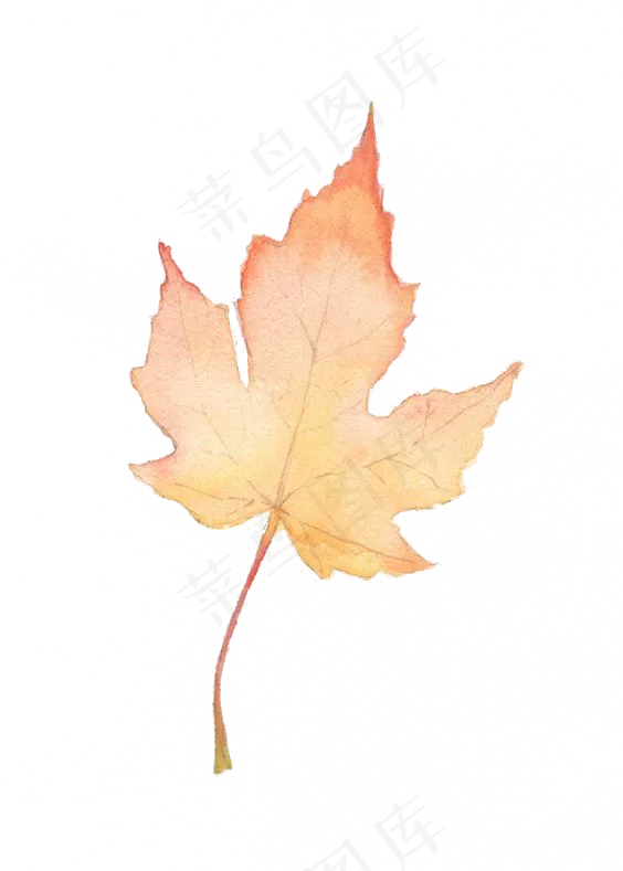 秋季促销秋天红色枫叶落叶树叶png...(564X789)