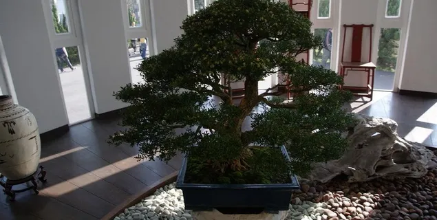 松木类盆栽图片