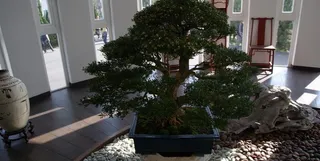 松木类盆栽图片