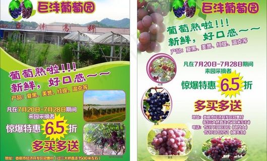 葡萄园宣传单图片