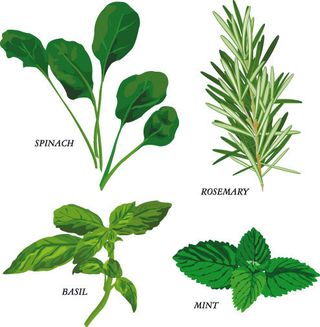 草本植物中草药矢量素材