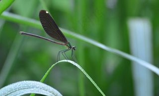 蜻蜓悠闲立上头图片