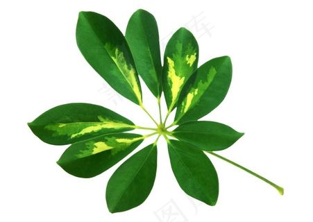 鹅掌柴叶片素材