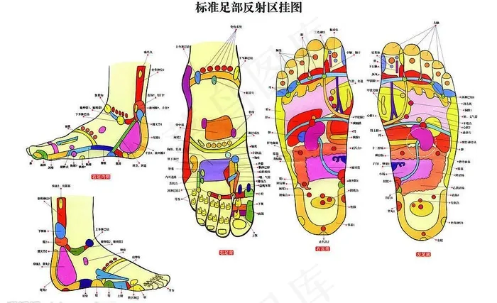 标准足部反射区挂图图片
