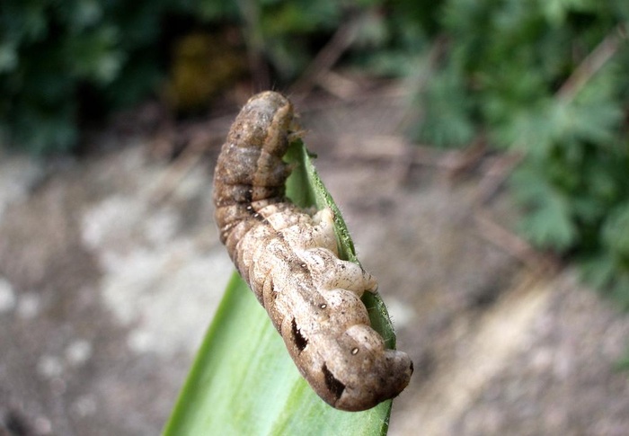 昆虫害虫图片